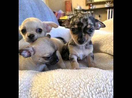 1 civavaobnovab0326.jpg